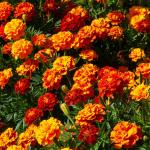 Fleurs - Oeillet d'inde double nain mix - face recto